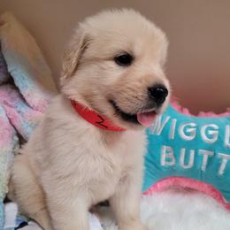 Boy 3 - male Golden Retriever puppy in Sparta, Tennessee from Poso Creek Corgis