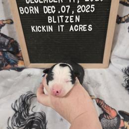 Blitzen - Black male Border Collie puppy in Chariton, Iowa from Kickin It Acres BCs
