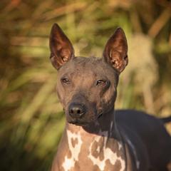 Netflix - American Hairless Terrier
