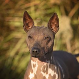 Netflix - American Hairless Terrier