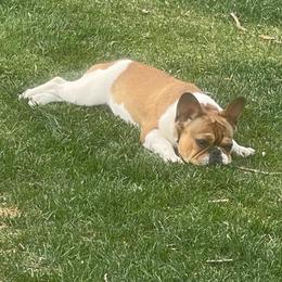 Ellie - White and fawn female French Bulldog puppy in Billings, Montana from Montana Made Frenchies