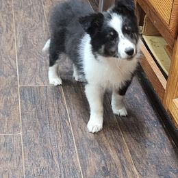 Shetland Sheepdog Puppies from DK'S Sassy River Shelties