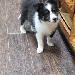 Shetland Sheepdog Puppies from DK'S Sassy River Shelties