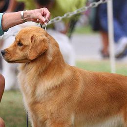 Golden Retrievers from Cheyenne's Golden Retrievers
