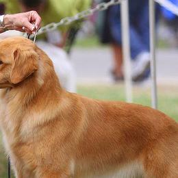 Golden Retrievers from Cheyenne's Golden Retrievers