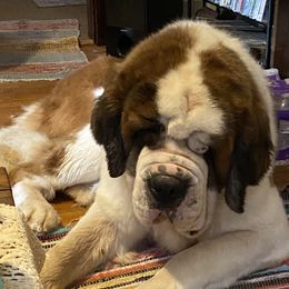 Samaria  - Saint Bernard