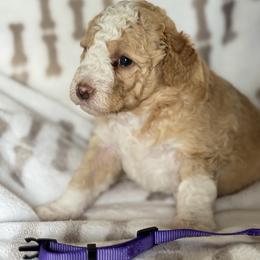 Purple collar female - Brown and white female Aussiedoodle puppy in Valdosta, Georgia from Fifth Day Farm