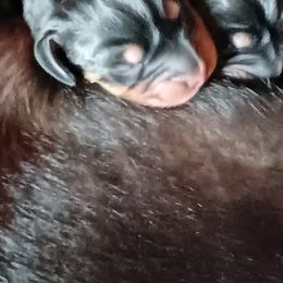 Black and Tan Coonhound Puppies from Bridget Taylor- MiOwn Hounds