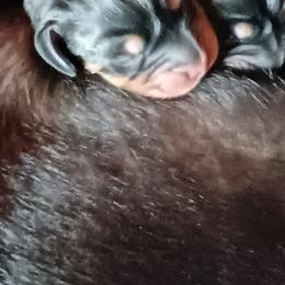 Black and Tan Coonhound Puppies from Bridget Taylor- MiOwn Hounds