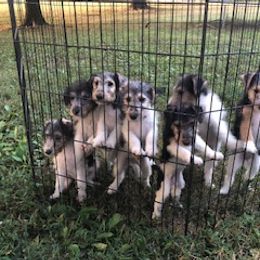 Wire Fox Terrier Puppies from Lyndon Meadow Farm
