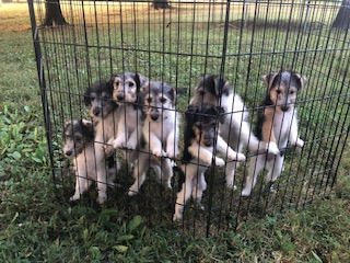 Wire Fox Terrier Puppies from Lyndon Meadow Farm