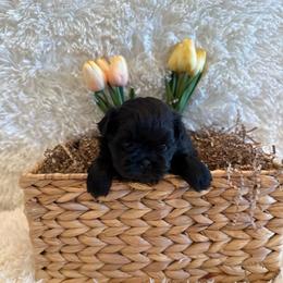 Forrest - Black male Shih Tzu puppy in Success, Missouri from Sweet Success