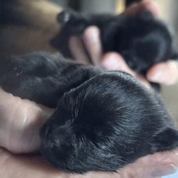 Pomeranian Puppies from Starlight Pomeranians