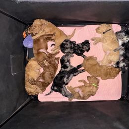 Rudolph - Red male Aussiedoodle puppy in Riverside, California from Just Loving Doodles