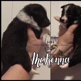 McKenna - Black and white female Shetland Sheepdog puppy in Lebanon, Tennessee from Henotic Homestead's Shetland Sheepdogs