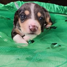 Tanner - Dapple male Dachshund puppy in Anaconda, Montana from Williams Family Dachshunds