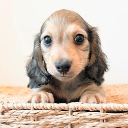 Whiskey 3750 - Cream male Dachshund puppy in Sylvania, Alabama from Yancey’s Doxies