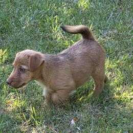 Girl 2 - Red female American Hunt Terrier puppy in St. George, Vermont from Bare Bottom Farms