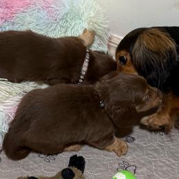 Chocolate and Tan . 1500 - Chocolate and tan male Dachshund puppy in Williston, Florida from Teenie Weenie Dachshunds