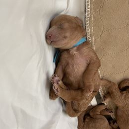 Goldendoodle and Poodle Puppies from Angel’s Goldendoodle Pups