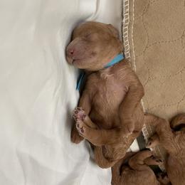 Goldendoodle and Poodle Puppies from Angel’s Goldendoodle Pups