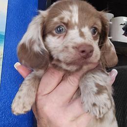Choc dapple boy 1 - Dapple male Dachshund puppy in Port Charlotte, Florida from Vicki's Dachshund Crossing
