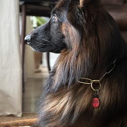 German Shepherds from Marvel German Shepherds