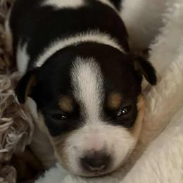 Teddy Roosevelt Terrier puppies from Margo Lauritsen