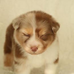 Esther - Red merle female Australian Shepherd puppy in Leavenworth, Kansas from Silverbrook Australian Shepherds