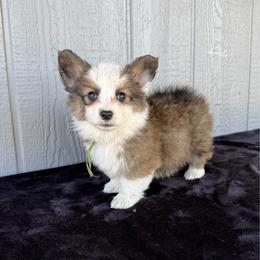 Hank - White and red male Pembroke Welsh Corgi puppy in Mc Cammon, Idaho from Sunny J Corgis and Mini Americans