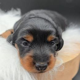 Mint Collar ON HOLD - Black and tan female Dachshund puppy in Zebulon, North Carolina from Salt of the Earth Dachshunds