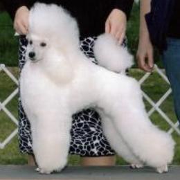 Poodles from Allure