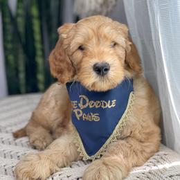 Australian Labradoodle Puppies from Pixie Doodle Paws