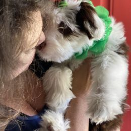Aussiedoodle Puppies from Ever After Mini Doodles