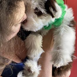 Aussiedoodle Puppies from Ever After Mini Doodles