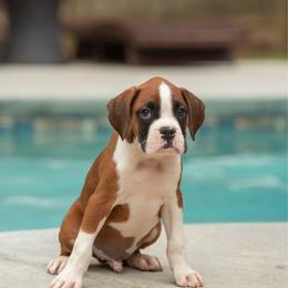 Yellow - Fawn male Boxer puppy in Georgia from Stephanie’s Boxers