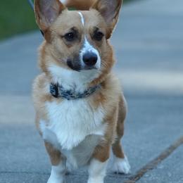 Pembroke Welsh Corgi puppies from Heatherland Corgis