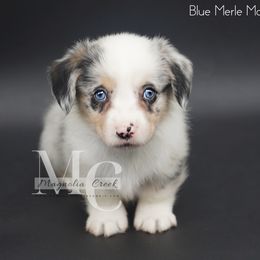 American Corgi and Pembroke Welsh Corgi Puppies from Magnolia Creek Corgis