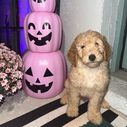 Blue - Cream male Goldendoodle puppy in Cocoa, Florida from Leopard n Lace Doodles