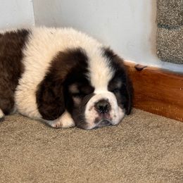 Male - Brown and white male Saint Bernard puppy in Philipsburg, Pennsylvania from Steel City Saint Bernards