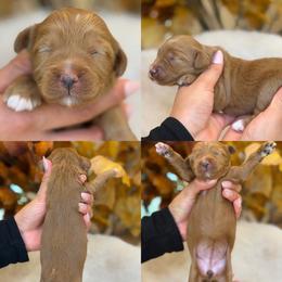 Meatball girl - Red  female Goldendoodle puppy in Yuciapa, California from AlltheDoodlez_