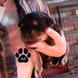 Lilac - Black and mahogany female Rottweiler puppy in Tangent, Oregon from Raya's Royals