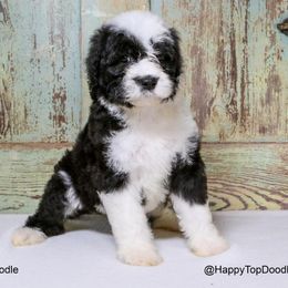 Assorted Doodle Crosses, Bernedoodle, Goldendoodle, and Sheepadoodle Puppies from Happy Top Doodles