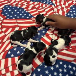 Biewer Terrier Puppies from Nest of Wellbeing’s Biewers