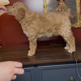 Poodle Puppies from The Peaks Premium Poodles