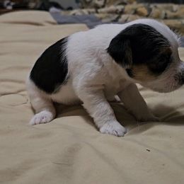 Female 2 - Tri-color female Jack Russell Terrier puppy in Ellendale, Delaware from Reynard Farm