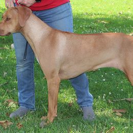 "Mozzie" Rhodesian Ridgeback All Grown Up from Tampo Rhodesian Ridgeback