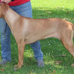 "Mozzie" Rhodesian Ridgeback All Grown Up from Tampo Rhodesian Ridgeback