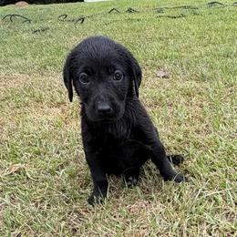 Lillie - Black female Labrador Retriever puppy in Carriere, Mississippi from Cajun Water Retrievers