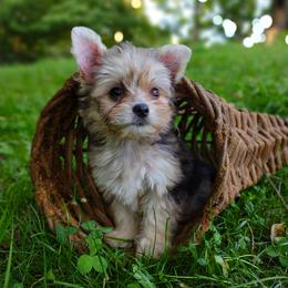 Companion Cross, Havanese, Mal-Shi, Maltese, Maltipoo, Morkie, and Shih Tzu Puppies from Seeking Shalom Acres Maltese, Maltipoos & Havamalts